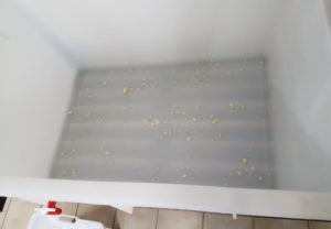 Knoblauch auf den Boden streuen